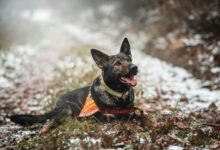 caller tracking service details