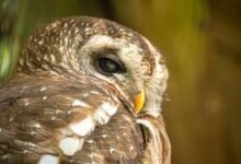 suspicious contact alert hotline