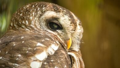 suspicious contact alert hotline