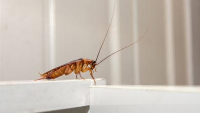 The Ultimate Guide to Pest Control in Mackay