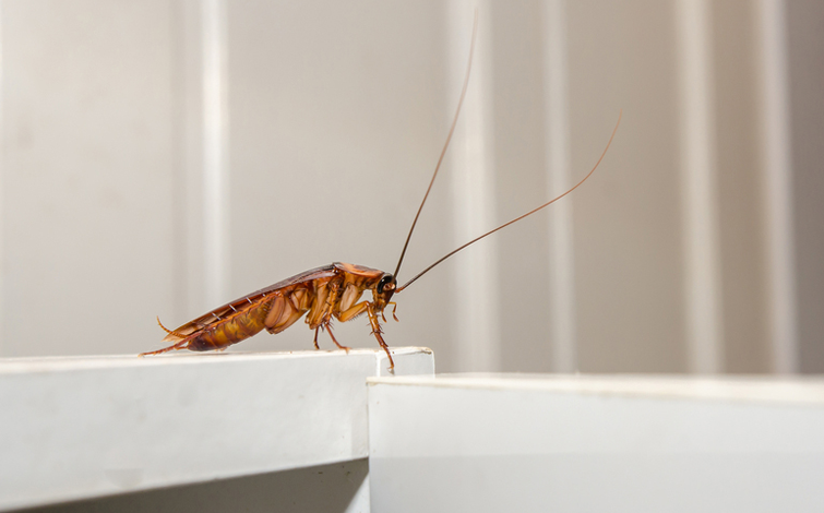 The Ultimate Guide to Pest Control in Mackay